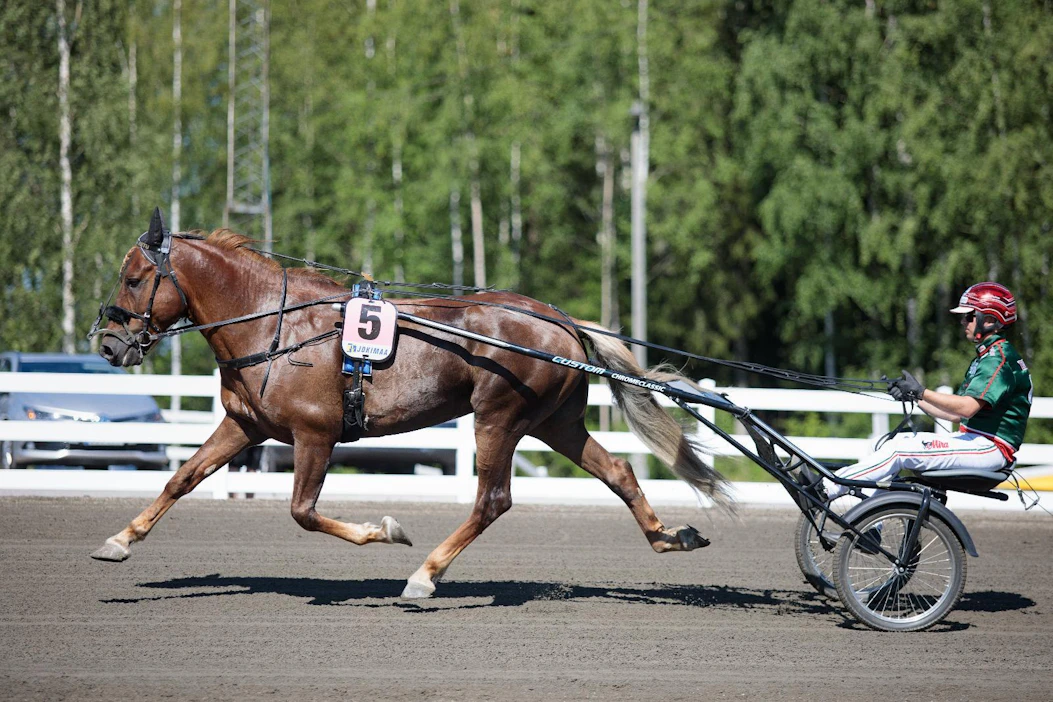 Parvelan Retu on 60 metrin takamatkaltakin Kuusivuotiskunkun ykkössuosikki, vaikka saakin taas vastaansa Stallonen.
