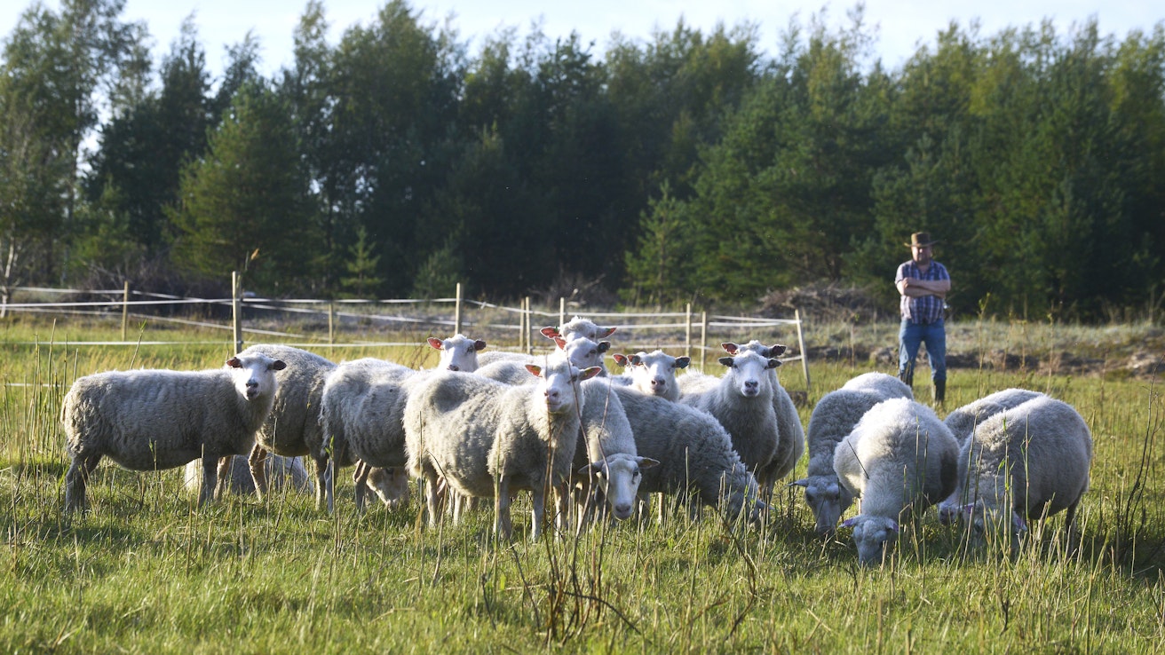 Uusi tulkinta maisemanhoitoaloista uhkaa lammastiloja.