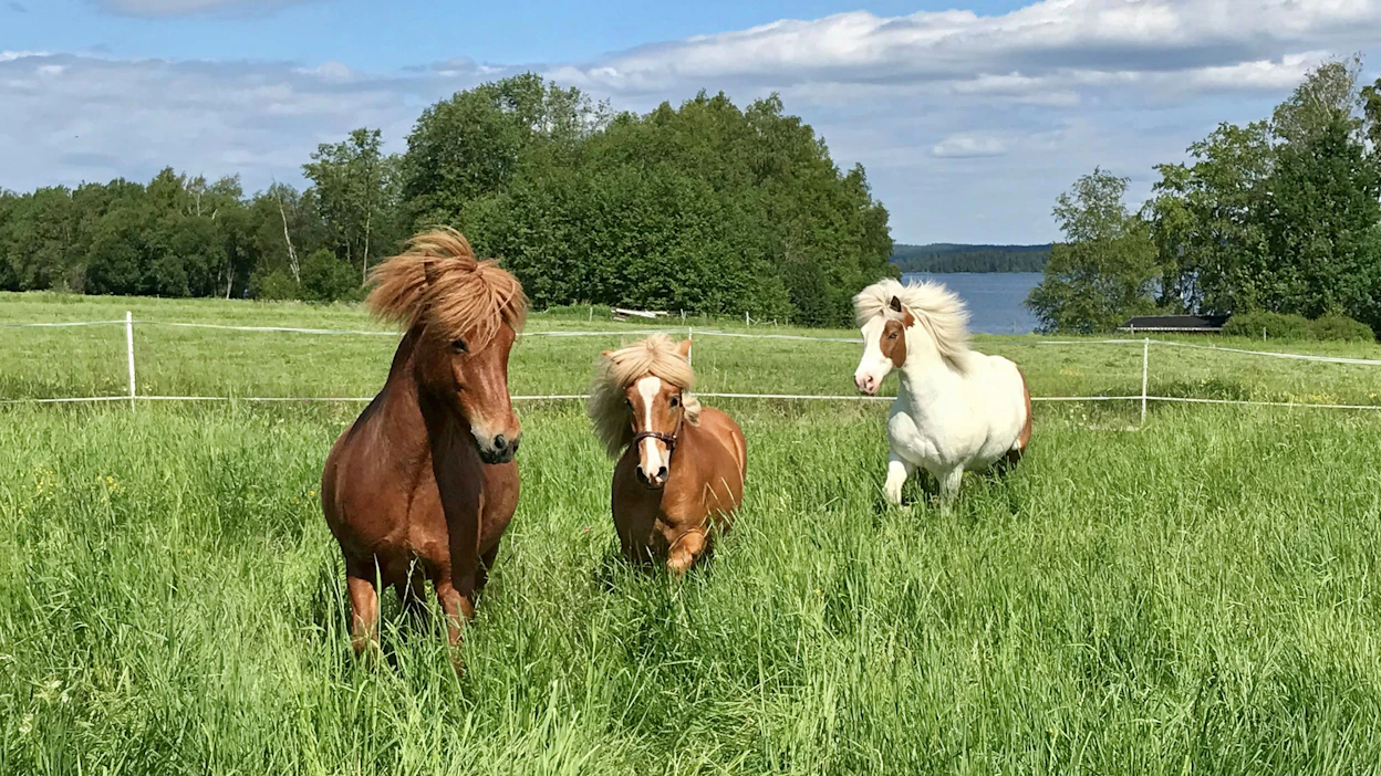 Laidunruoho on hevosen parasta ja ominta ravintoa, joka saa karvan kiiltämään ja jatkuva käyskentely laajalla laitumella elähdyttää sekä kroppaa että mieltä.