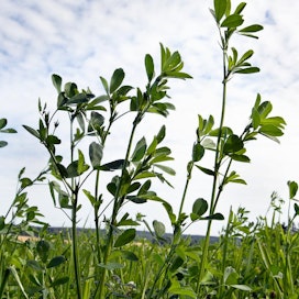 Viherryttämistuen ehtona Uudellamaalla, Varsinais-Suomessa ja Ahvenanmaalla edellytettävää ekologisen alan vaatimusta voi täyttää esimerkiksi typensitojakasveilla. Kuvassa sinimailasta.