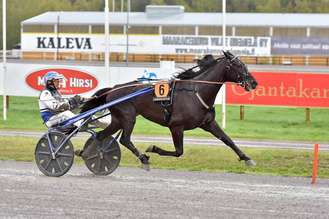 Run For Royalty on MAS Champin ohella suosikki Suur-Hollola-ajon sankariksi. Varjojen laaksossa pitkään vaeltanut neljän vuoden takainen Kriterium-voittaja löysi Pekka Korven johdolla uuden kevään, ja ori on esiintynyt tuoreimmissa kisoissaan häikäisevästi.