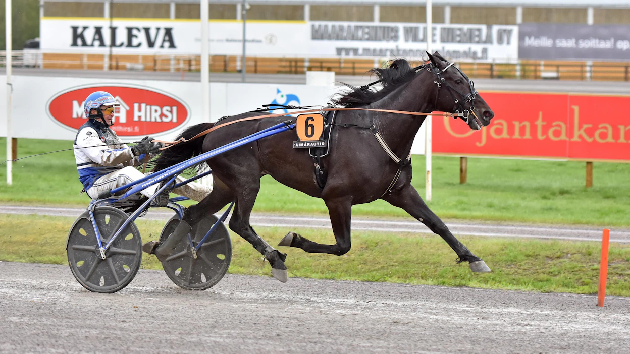 Run For Royalty on Pekka Korven ykköshevonen tämän vuoden Number Onessa. Ori voitti kyseisen kilpailun toissa vuonna.