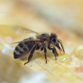 Italiasta tuotavat mehiläiset voivat levittää tuholaisia.