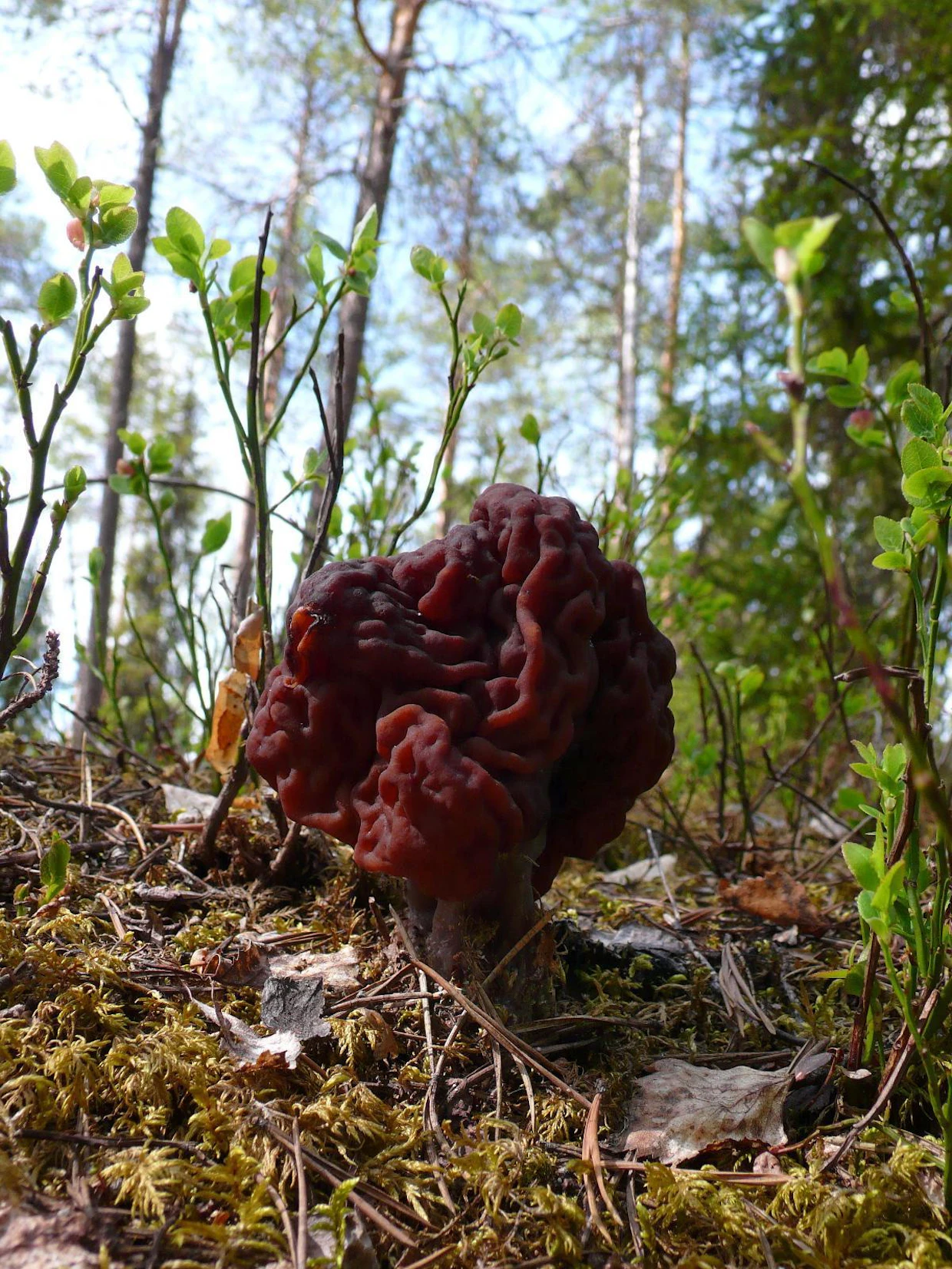 Korvasieni