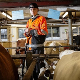 Kaupungista maatalousopintoihin päätynyt Iiro Kärki opiskelee Hyvinkäällä. Maataloustyöt ja Hyrian opetusmaatilan lehmät ovat tulleet tutuiksi.