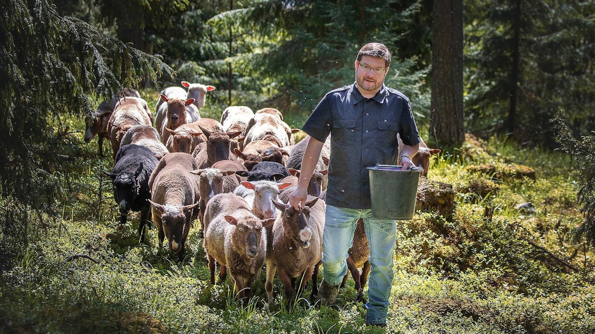 Sammallahden tilan lammaskatras koostuu ruskeista suomenlampaista, jotka kuuluvat alkuperäisrotujen säilytysohjelmaan. &quot;Päätyöni teen Luonnonvarakeskuksen tutkijana, tilan työt täyttävät vapaa-ajan&quot;, kertoo Antti Mutanen.