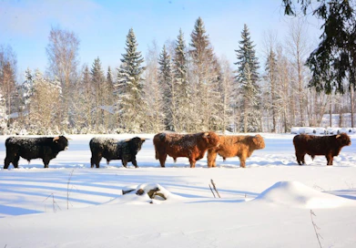 Ylämaankarja on säyseää sorttia, paitsi pelästyessään, jolloin siitä tulee vaistonvaraisesti toimiva nauta. Kuva Ratia Ranchin Facebook-sivuilta.