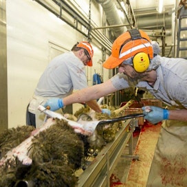 Vainion teurastamolla Orimattilassa on teurastettu pääsiäiseksi yli tuhat karitsaa. Nylkytöissä tiistaina olivat Hannu Vainio (vas.) ja Jarrah Straker.