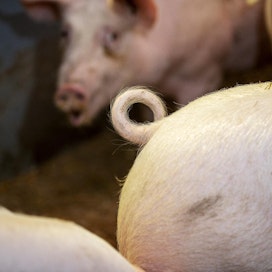 Suomalaisten sikojen häntiä ei typistetä toisin kuin monissa muissa maissa tehdään.