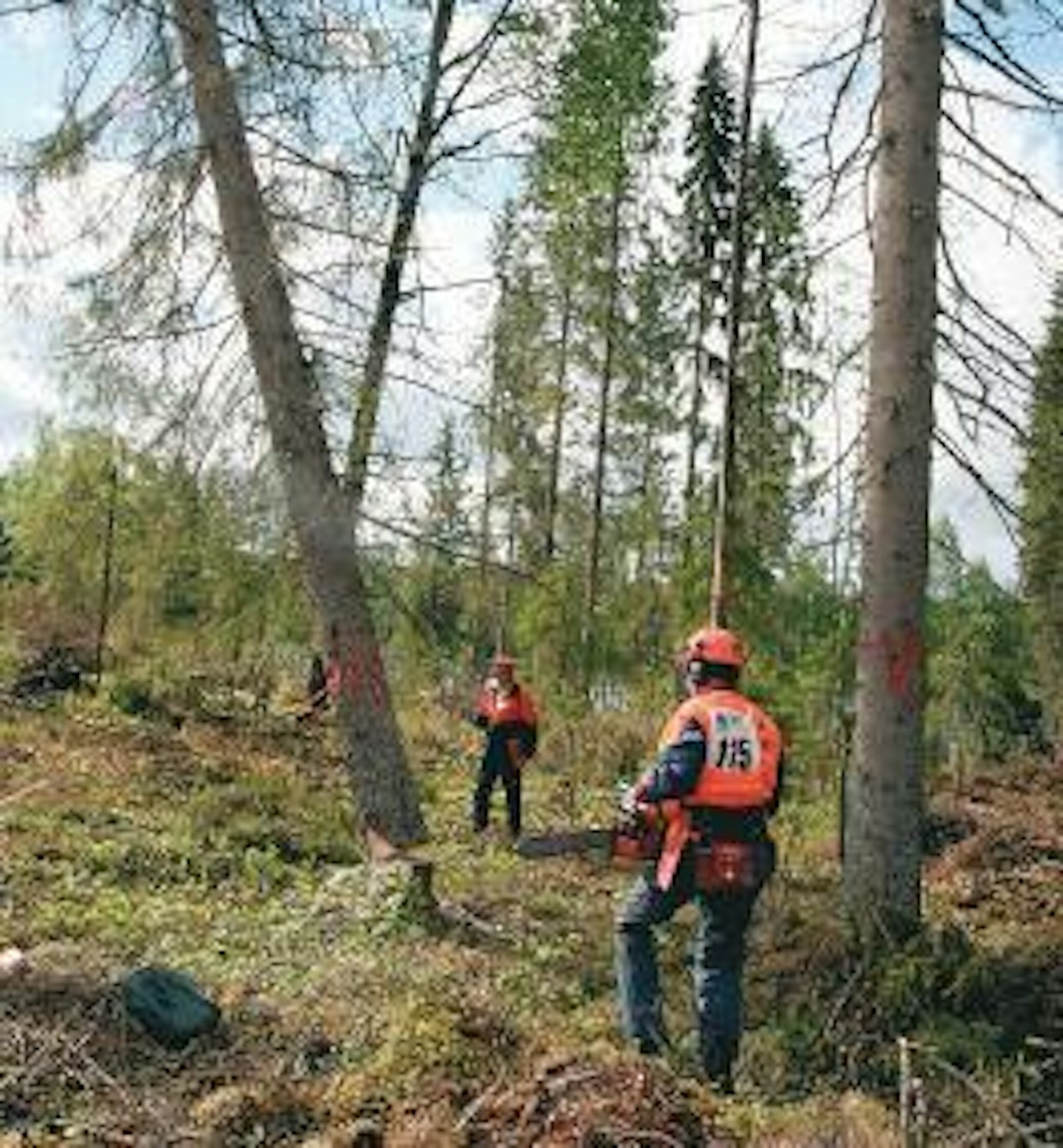 Kuten taustan puista näkyy, Jukka Perämäki pääsi irrottamaan kaatopuunsa onnekkaasti lyhyen tyvenen aikana. Runko iskeytyi maahan 15,4 sentin päähän 15 metrin etäisyydelle pystytetystä kaatokepistä.