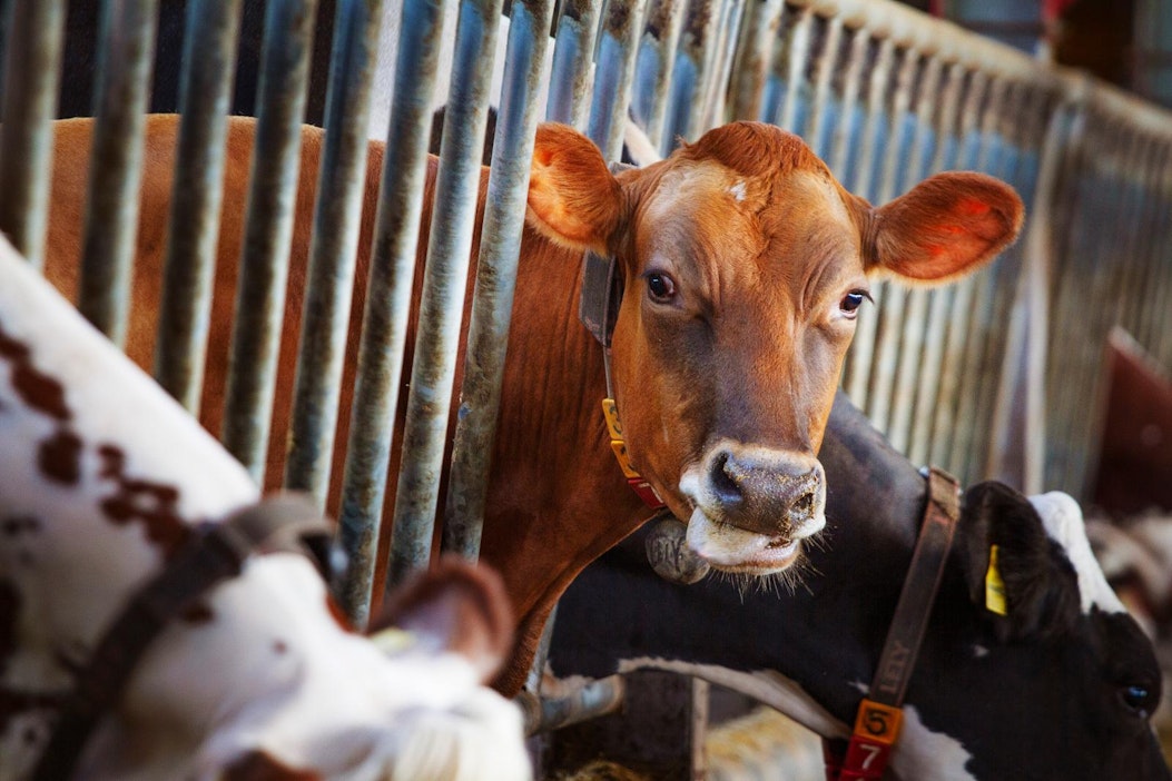 Maitomaan työpaikkailmoitus on ylistys savolaismurteelle.