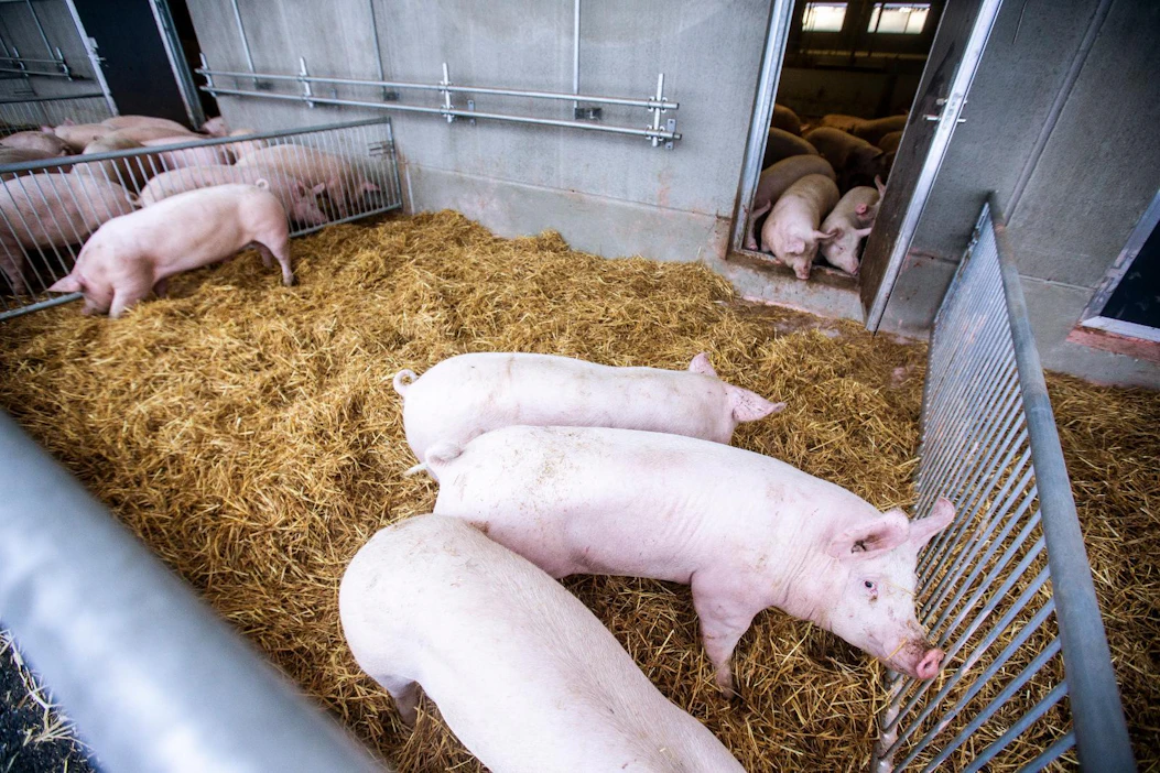 Kotimaassa sian hinta on ollut alkuvuoden ajan vakaa. Vuoden takaiseen verrattuna tuottajahinta Suomessa on nyt seitsemän prosenttia matalampi.