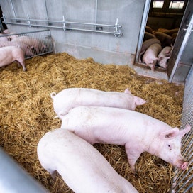 Kotimaassa sian hinta on ollut alkuvuoden ajan vakaa. Vuoden takaiseen verrattuna tuottajahinta Suomessa on nyt seitsemän prosenttia matalampi.