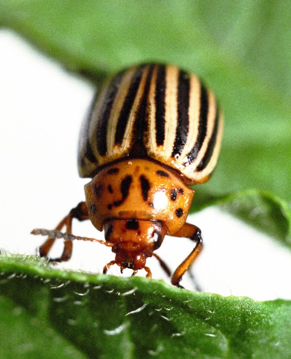 Viime vuonna koloradonkuoriaisista tehtiin vain yksi havainto.