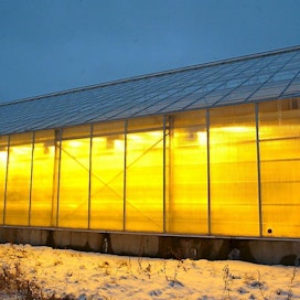Korpelan Puutarha kasvattaa talvitomaatteja. Valaistu kasvihuone.