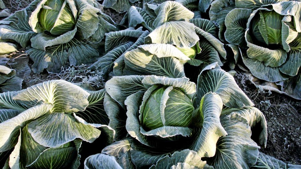 Kaalin korjuu Jukka ja Eija Leiramon tilalla.Huurteinen kaali