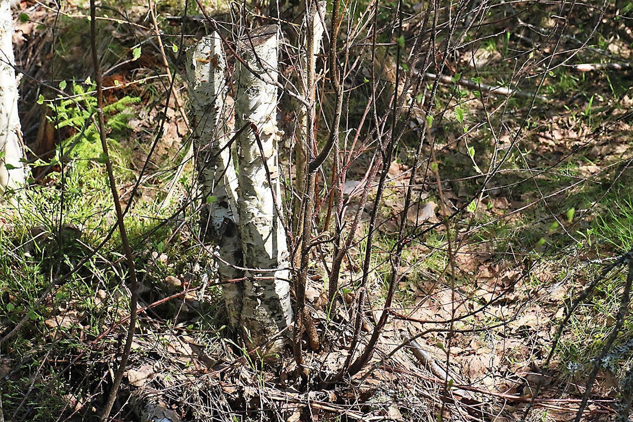 Välialueiden käsittelyissä 2017 käytettiin edelleen pitkien kantojen menetelmää. Kuten aiemminkin, kaikki syntyneet vesat muodostuivat kantojen tyviin, eikä juurivesoja tullut.