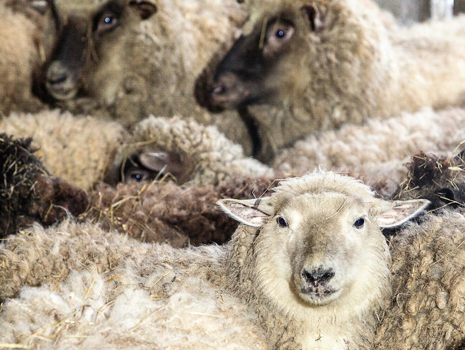 Lomanvietto määkijöiden paimentajina kiinnostaa monia.