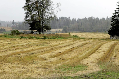 Märkyys on aiheuttanut monin paikoin isoja ongelmia rehu- ja viljasadon korjuulle.