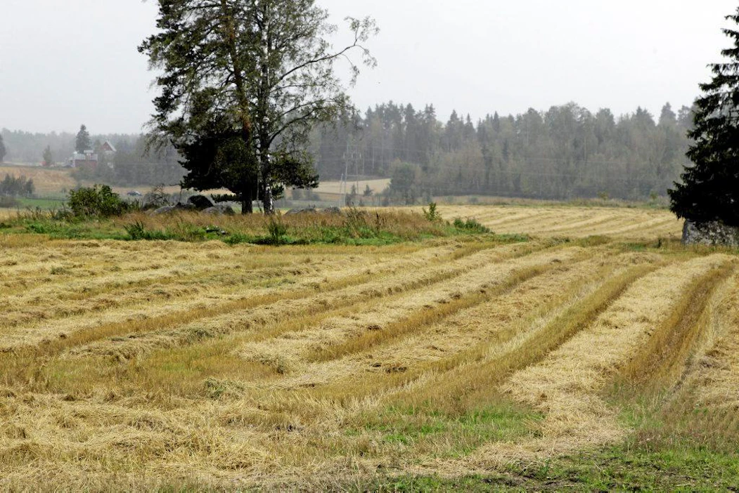 Märkyys on aiheuttanut monin paikoin isoja ongelmia rehu- ja viljasadon korjuulle.