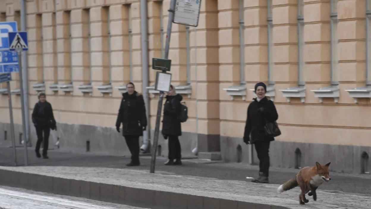Kettu tuli Aleksanterinkatua idästä päin Senaatintorille ja poikkesi pikkukadulle, mutta palasi sieltä takaisin Aleksille. LEHTIKUVA / Heikki Saukkomaa