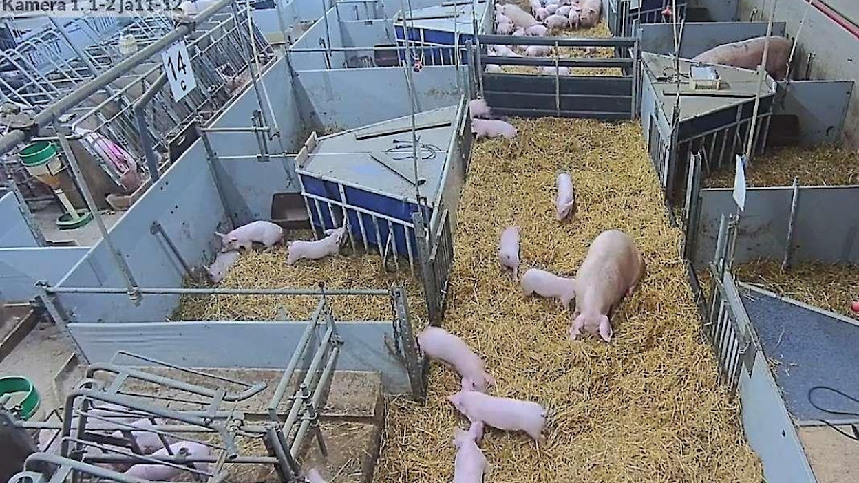 Ollikkalan sikatilan possujen iltapäivähepulit antavat irtioton mallia.