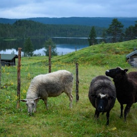 Lampaat laiduntavat jokimaisemissa Kaapin Jounin tilalla Lemmenjoen kansallispuistossa.