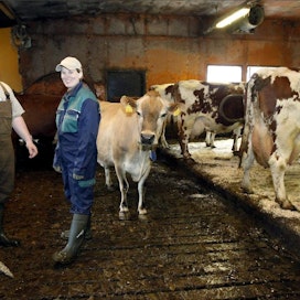 Andreas Johansson ja Sonja Ek-Johansson suosivat karjassaan pientä kokoa ja hyvää tuotosta. Vierellä yksi tilan ensimmäisistä jersey-lehmistä. Jaana Kankaanpää