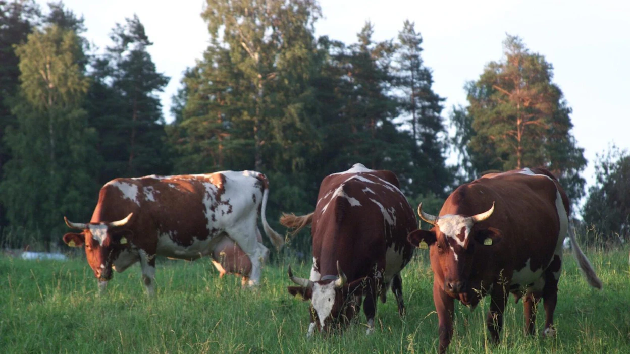 Nurmet viljelykierrossa vähentävät rikkakasvipainetta. Tutkimusprofessori Kari Tiilikkalan mukaan glyfosaatin käyttötarve pienenisi, jos karja saataisiin takaisin Etelä-Suomen viljavoittoisille pelloille.