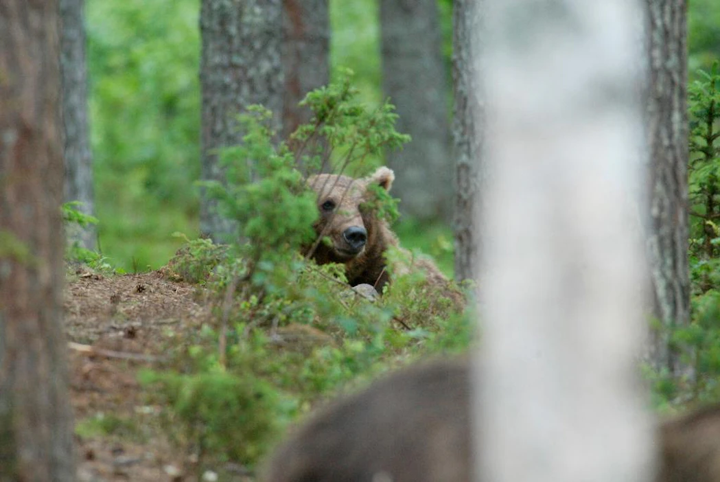 Metsästäjän pitää huolellisesti varmistua kohteestaan, toteaa Kainuun käräjäoikeus.