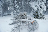 Itä- ja Pohjois-Suomen metsiin tuli mittavat lumituhovahingot viime talvena. Moni verkkokyselyyn vastannut kertoi saaneensa vakuutuskorvauksia lumivahingoista.