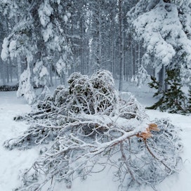 Itä- ja Pohjois-Suomen metsiin tuli mittavat lumituhovahingot viime talvena. Moni verkkokyselyyn vastannut kertoi saaneensa vakuutuskorvauksia lumivahingoista.