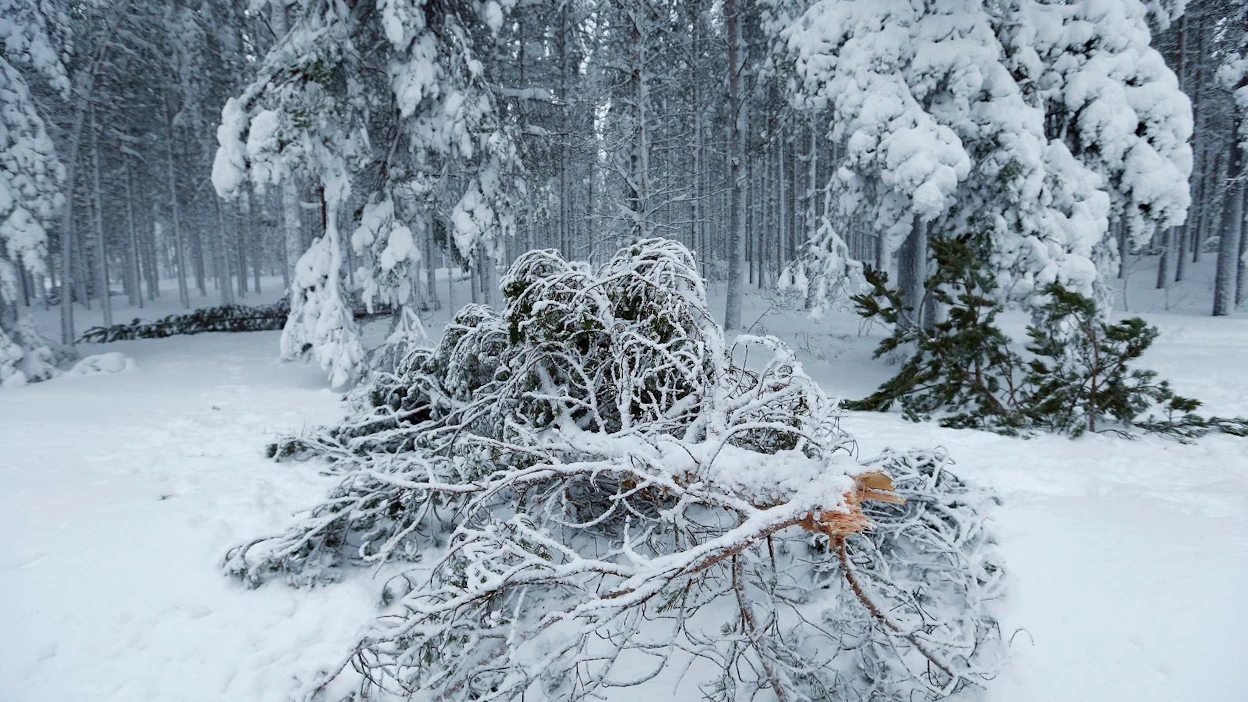 Itä- ja Pohjois-Suomen metsiin tuli mittavat lumituhovahingot viime talvena. Moni verkkokyselyyn vastannut kertoi saaneensa vakuutuskorvauksia lumivahingoista.