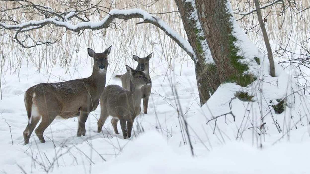 Valkohäntäpeurasaalis keskittyi vahvasti muutamalle alueelle, sillä saaliista 95 prosenttia kertyi Uudenmaan, Varsinais-Suomen, Satakunnan sekä Etelä- ja Pohjois-Hämeen riistakeskusalueilta.