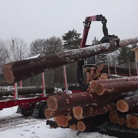 Tämä puuerä saapui Nuutajärveltä. 140-vuotiset männyt on katkottu enimmillään yli 12-metrisiksi tukeiksi.