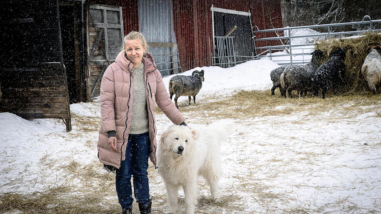 Laumanvartijat leimautuvat parhaiten karjaan saadessaan kasvaa niiden seassa. Tiirinkosken tilan emäntä Nina Toivoselle oli rankkaa jättää koirat pentuina lampolaan.