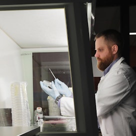 Oululaistutkija Janne Koskimäki kasvattaa männyn silmusta eristettyä bakteeria yliopiston laboratoriossa.