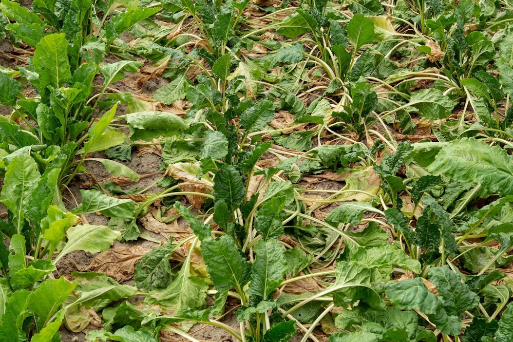 Pohjois-Eurooppa on kärvistellyt kuivuudessa koko kesän.