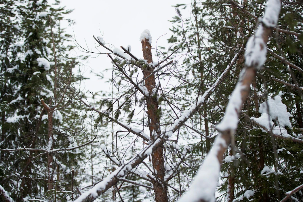 Viime talven lumituhoista koitui menetyksiä metsänomistajille todennäköisesti 20–30 miljoonaa euroa, metsäkeskus arvioi. Kuva on Ristijärveltä Kainuusta viime helmikuulta.