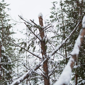 Viime talven lumituhoista koitui menetyksiä metsänomistajille todennäköisesti 20–30 miljoonaa euroa, metsäkeskus arvioi. Kuva on Ristijärveltä Kainuusta viime helmikuulta.