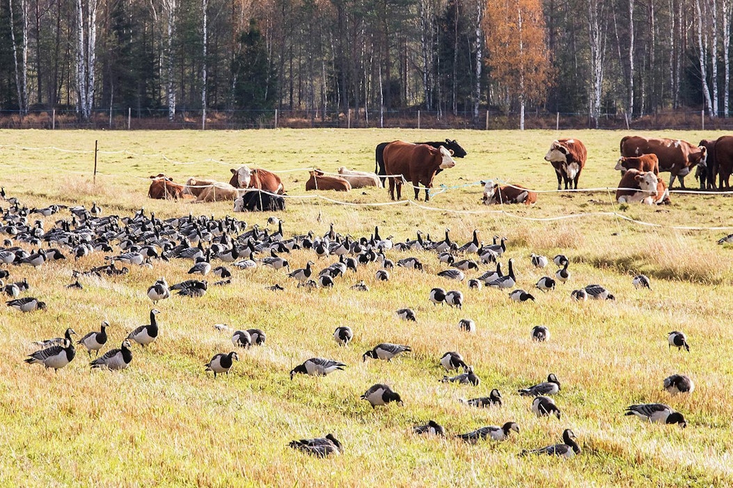 Hanhet lähtevät pelloilta näihin aikoihin.