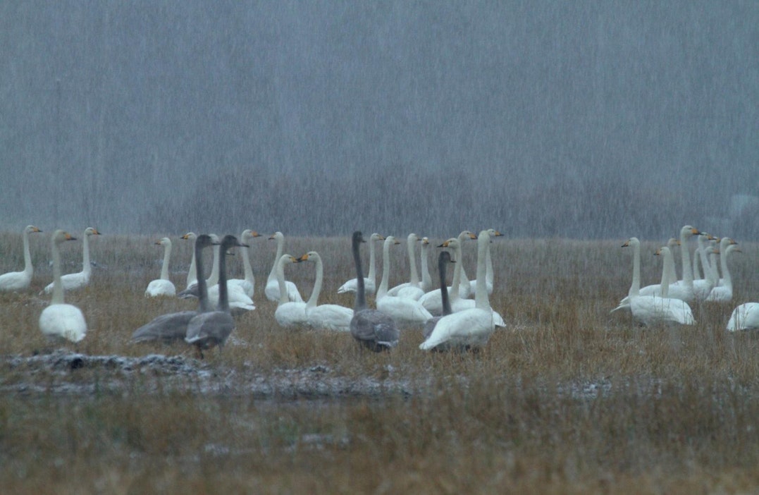 Suomen kansallislintu huuteli lokakuun räntäsateessa Äijännevalla.