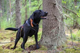 Toto on hyvä työkoira, mutta myös herkkis, joka jännittää vieraita asioita ja paikkoja.