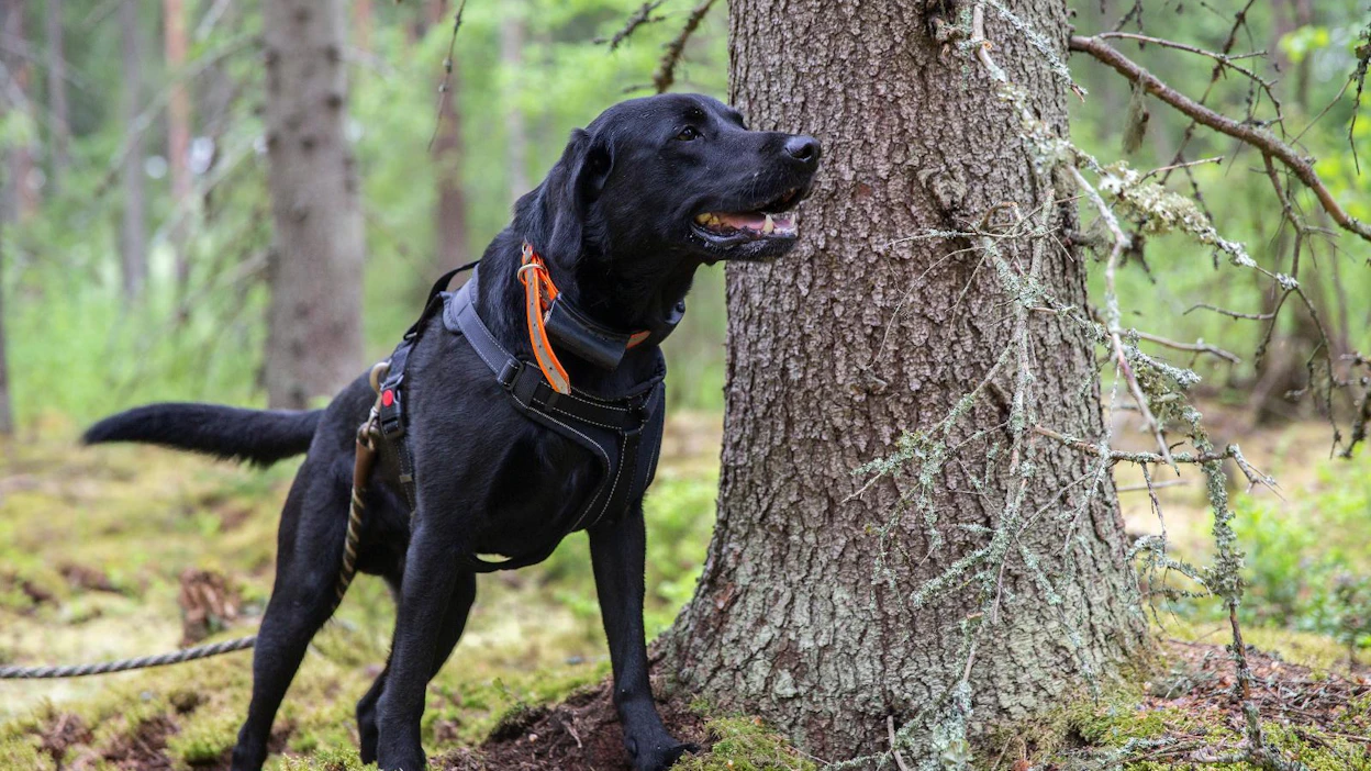 Toto on hyvä työkoira, mutta myös herkkis, joka jännittää vieraita asioita ja paikkoja.