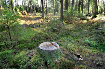 Maakunnallisten metsäohjelmien tavoitteet nousevat alueiden omista kehittämistarpeista ja kansallisen metsästrategian tavoitteista.