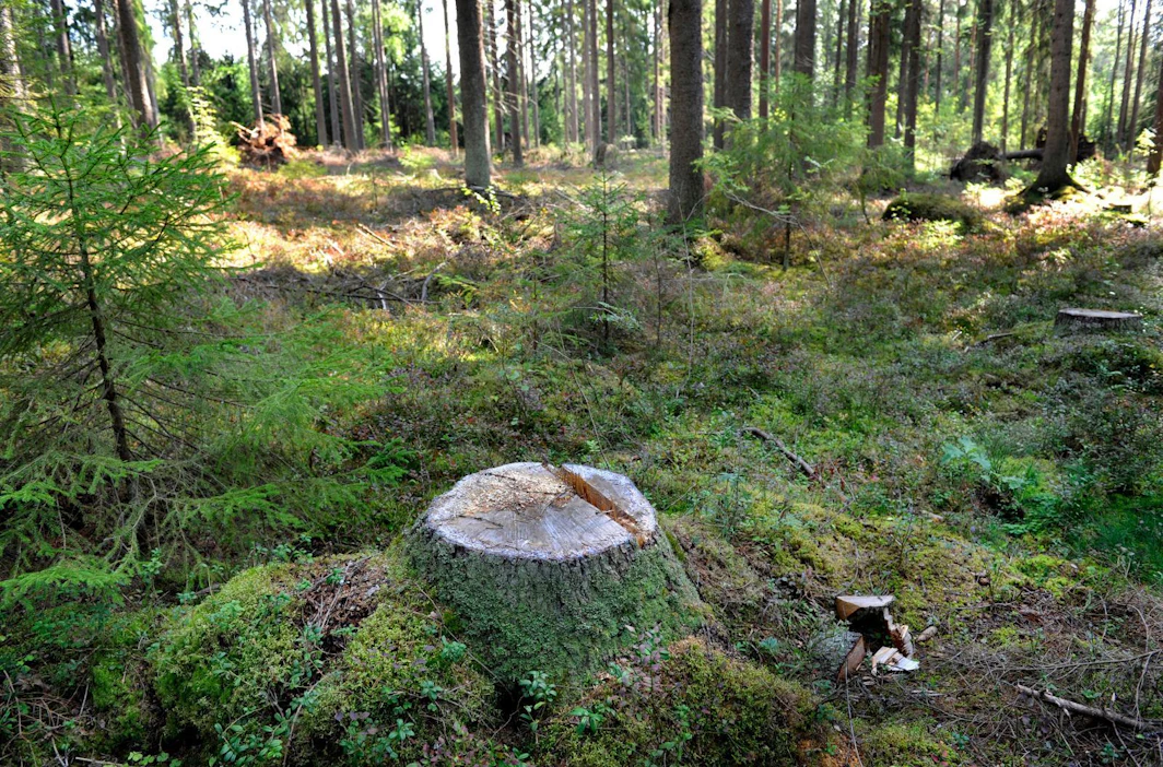 Maakunnallisten metsäohjelmien tavoitteet nousevat alueiden omista kehittämistarpeista ja kansallisen metsästrategian tavoitteista.
