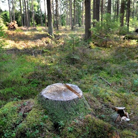 Maakunnallisten metsäohjelmien tavoitteet nousevat alueiden omista kehittämistarpeista ja kansallisen metsästrategian tavoitteista.