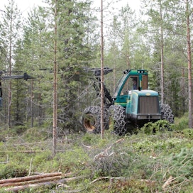 Metsien hoito parantaa metsän hiilinielua.