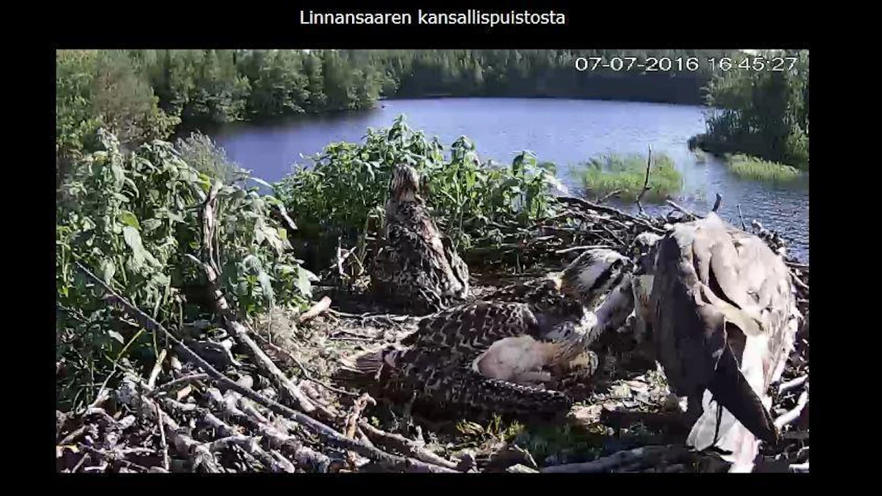 Heinäkuun loppuun saakka on mahdollista seurata kalasääskiperheen elämää.