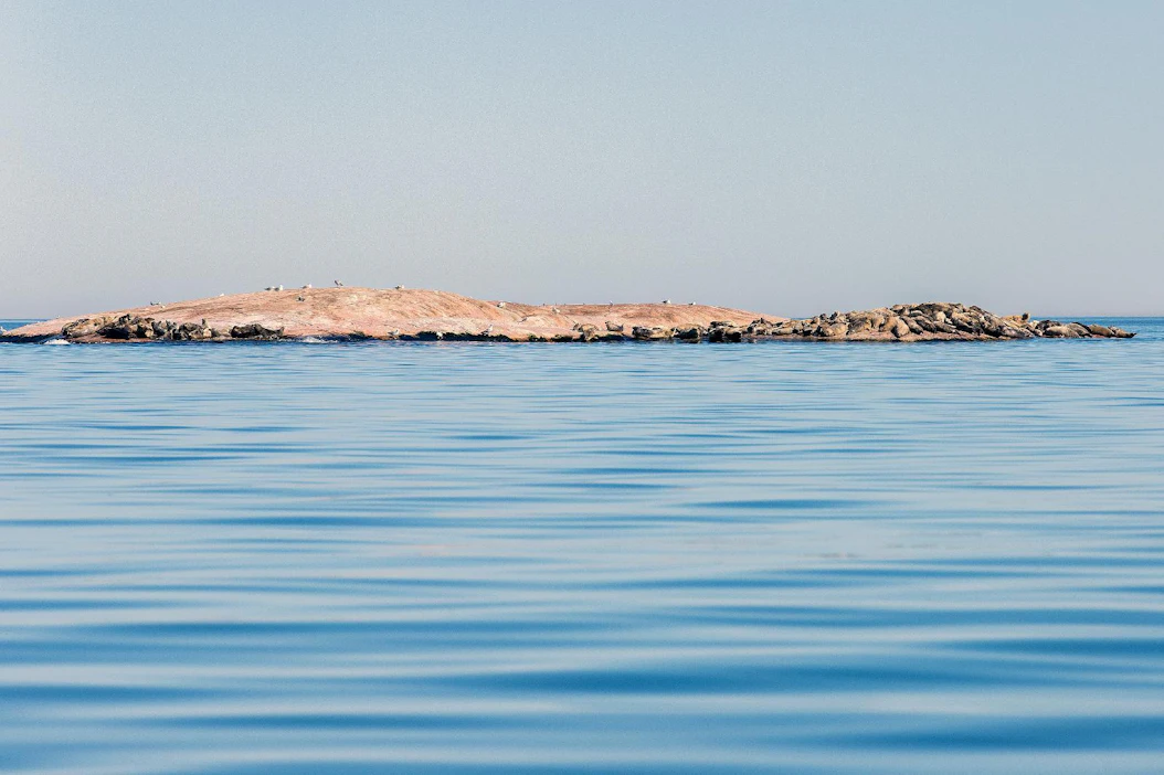 Toukokuun puolessa välissä Suomenlahden luodolle on kerääntynyt satakunta harmaahyljettä lepäämään karvanlähdön ajaksi. Joitakin yksilöitä näkyy myös vedessä.